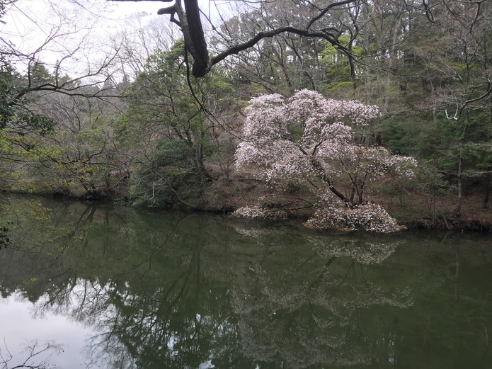 新池の桜