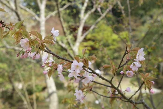 四月十八日桜。
