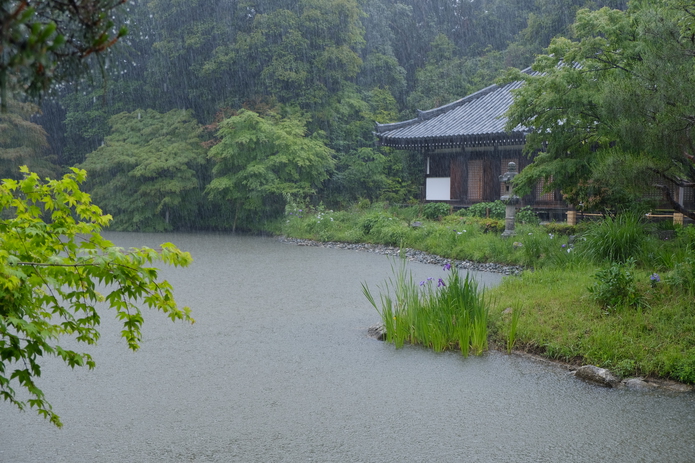 雨の浄瑠璃寺