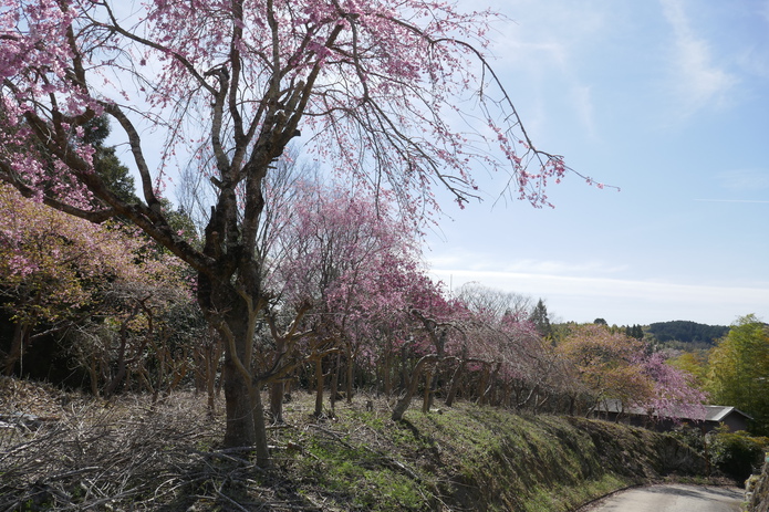 下垣内の桜